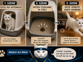 Warum rennt meine Katze nach dem Katzenklo durch die Wohnung?