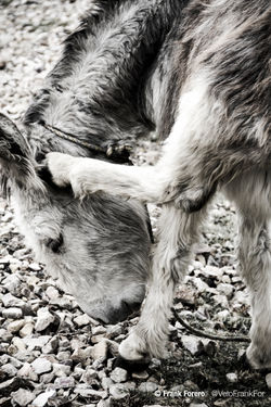 Flickr - ¿Que qué? ...jpg