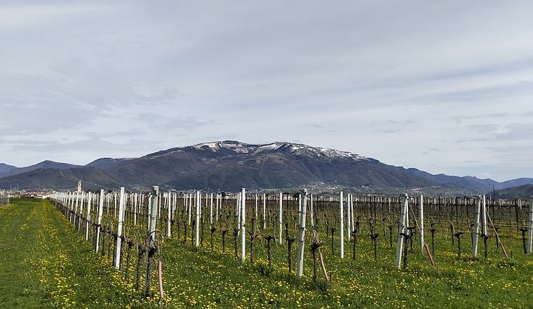 VISIONI DA VILLARASPA (2).jpg