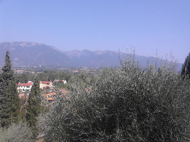 ULIVI DI FONTE ALTO