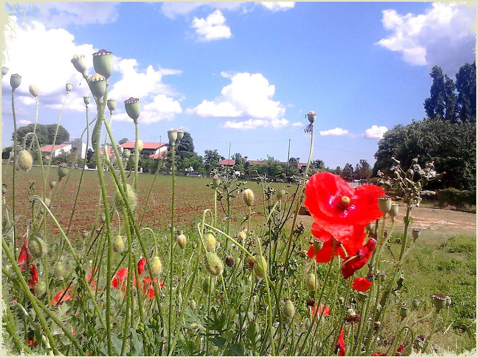 PAPAVERI DI VIA PIAVE.jpeg