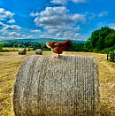 hen on a bale