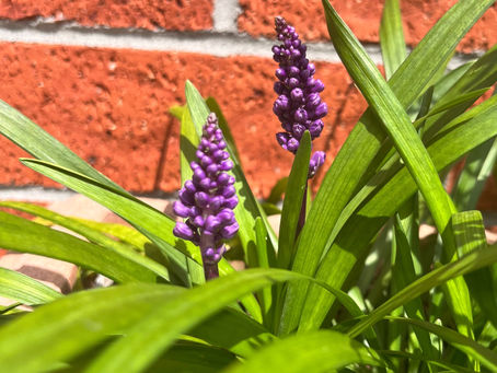 Lily Turf