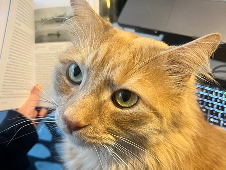 Shōga The Lap Cat