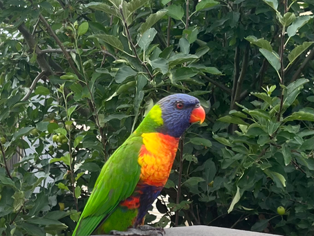 Rainbow Lorikeet Glimmer