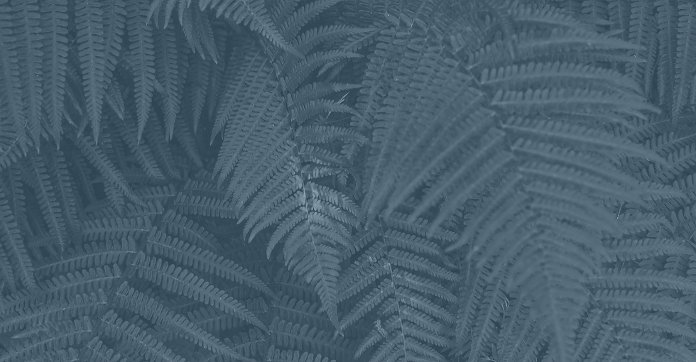 FernTest-2.png