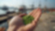 photo of the hand holding the green lentils with the port in the background.jpg