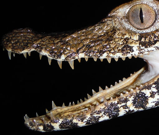 A smooth fronted caiman from the Las Piedras River, Peru