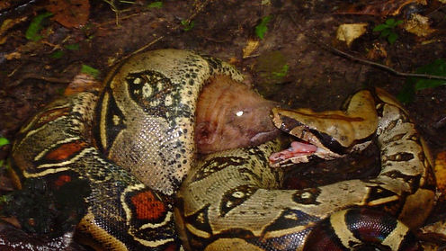 A boa constrictor consuming a bush dog in Acre, Brazil