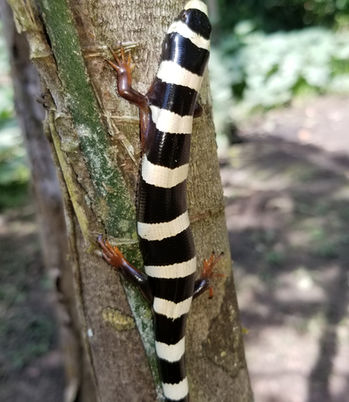 Banded galliwasp found on the Las Piedras River