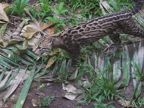 A wild ocelot attacked a group of people in southeastern Peru.
