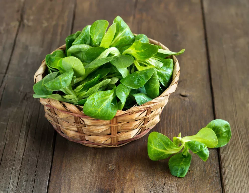 Insalata Valeriana