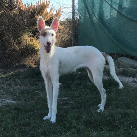 Elegant female, Podenco for adoption in el Campello, Alicante