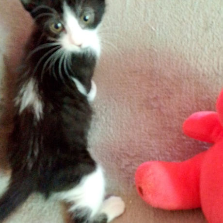 Gatito Gordon
