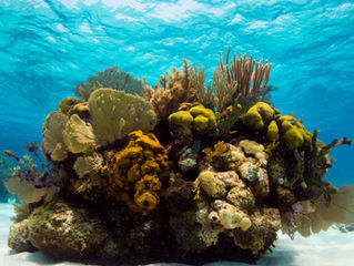 La barrera de coral de Roatán, una joya del Caribe hondureño. 