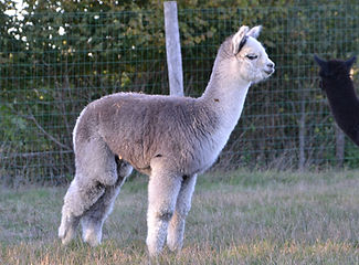 DSC_0441_edited_edited.jpg