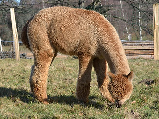 DSC_0300_edited_edited.jpg