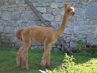 DSC_1498 copie_edited.jpg