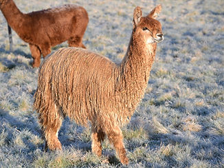 DSC_0743_edited.jpg