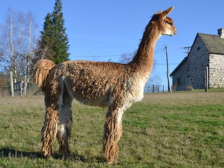 DSC_1302 copie 2_edited.jpg