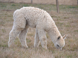 Bianco e_edited.jpg