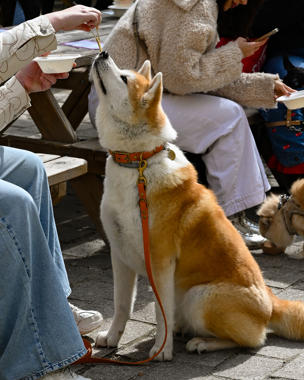 DSC_2606
