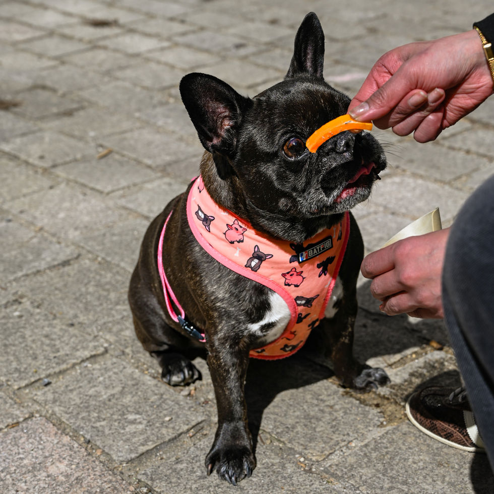 DSC_3161