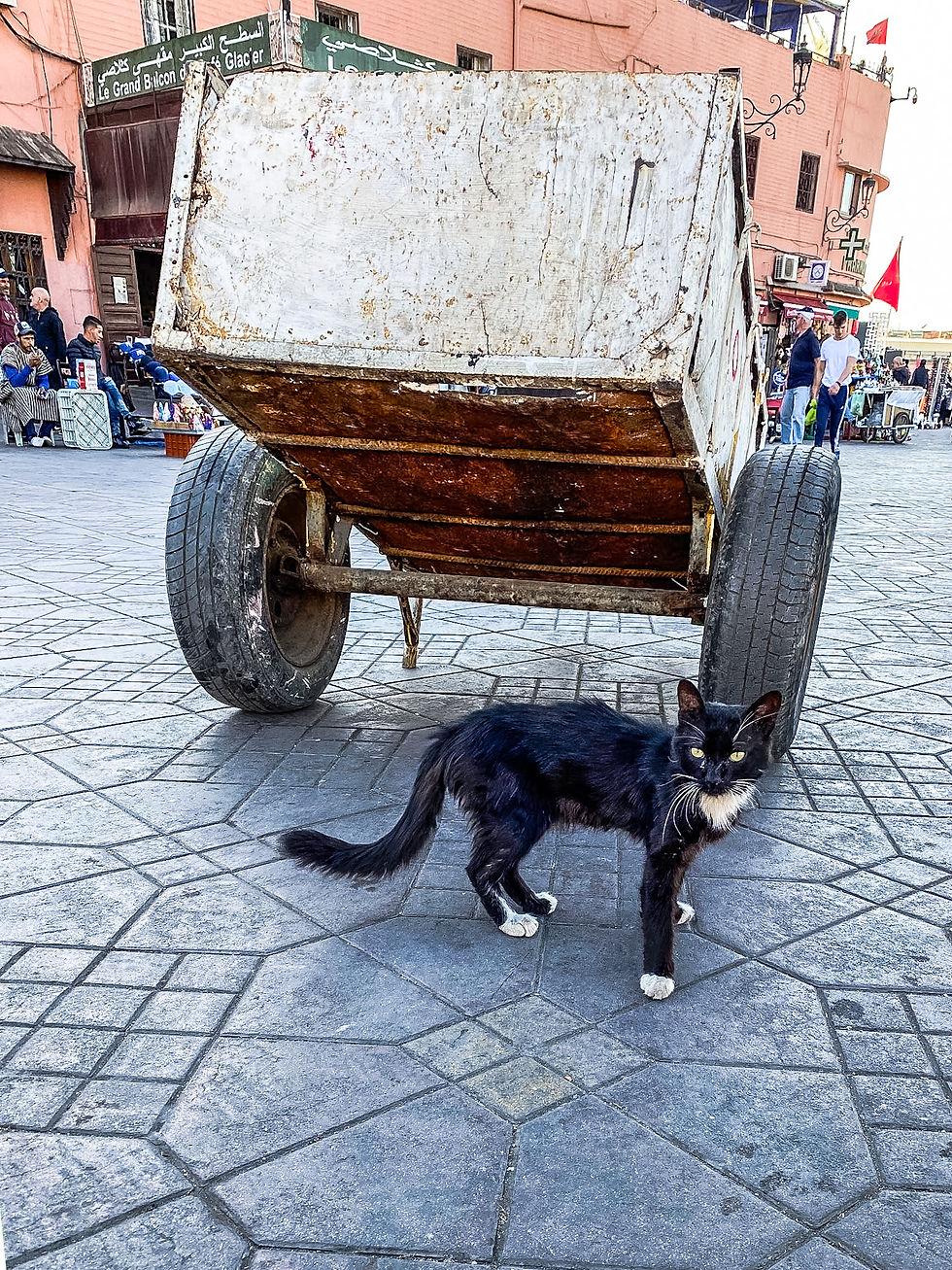 Marrakech Medina Cat