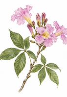 tabebuia.png
