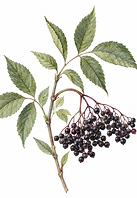elderberry.png