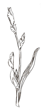iris_bloom_edited.png