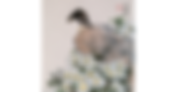 Chinese Brush Painting: Flowers and Birds with Qingxiong Ma