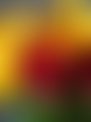 Same Day Flower Delivery in Lacey, WA