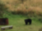 Pic River Guest Suite Bear