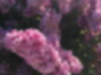 Pic River Guest Suite Flower 2