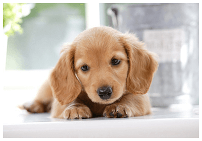detailMain_miniature-dachshund