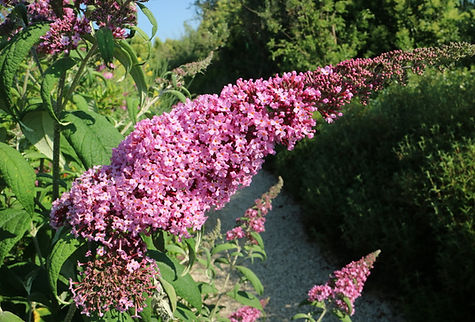 Buddleja.jpg