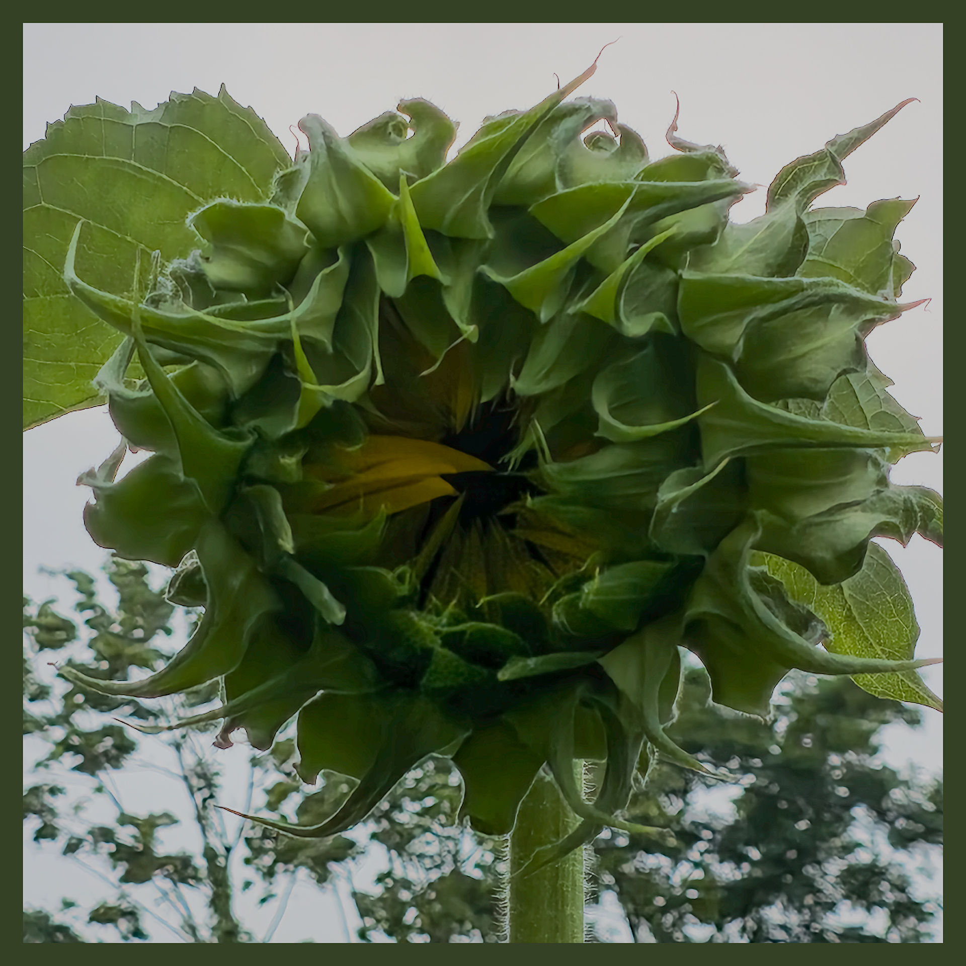 Sun Flower 3222