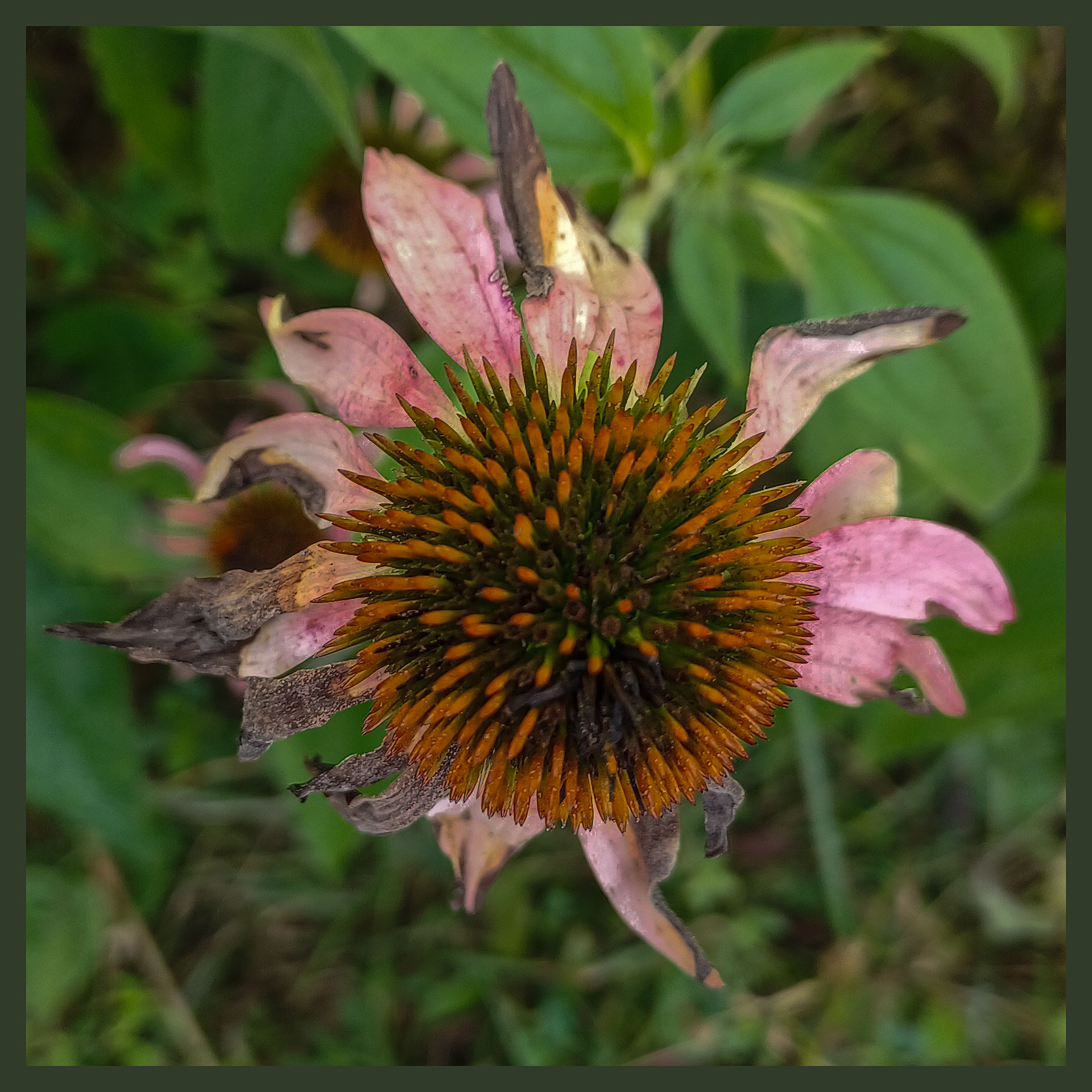 Dead Flower 0935