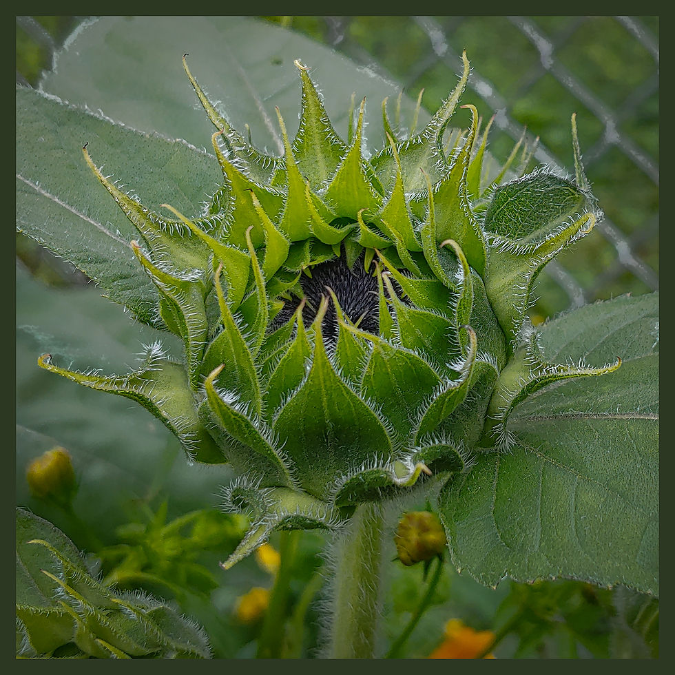 Thumbnail: SunFlower 2142