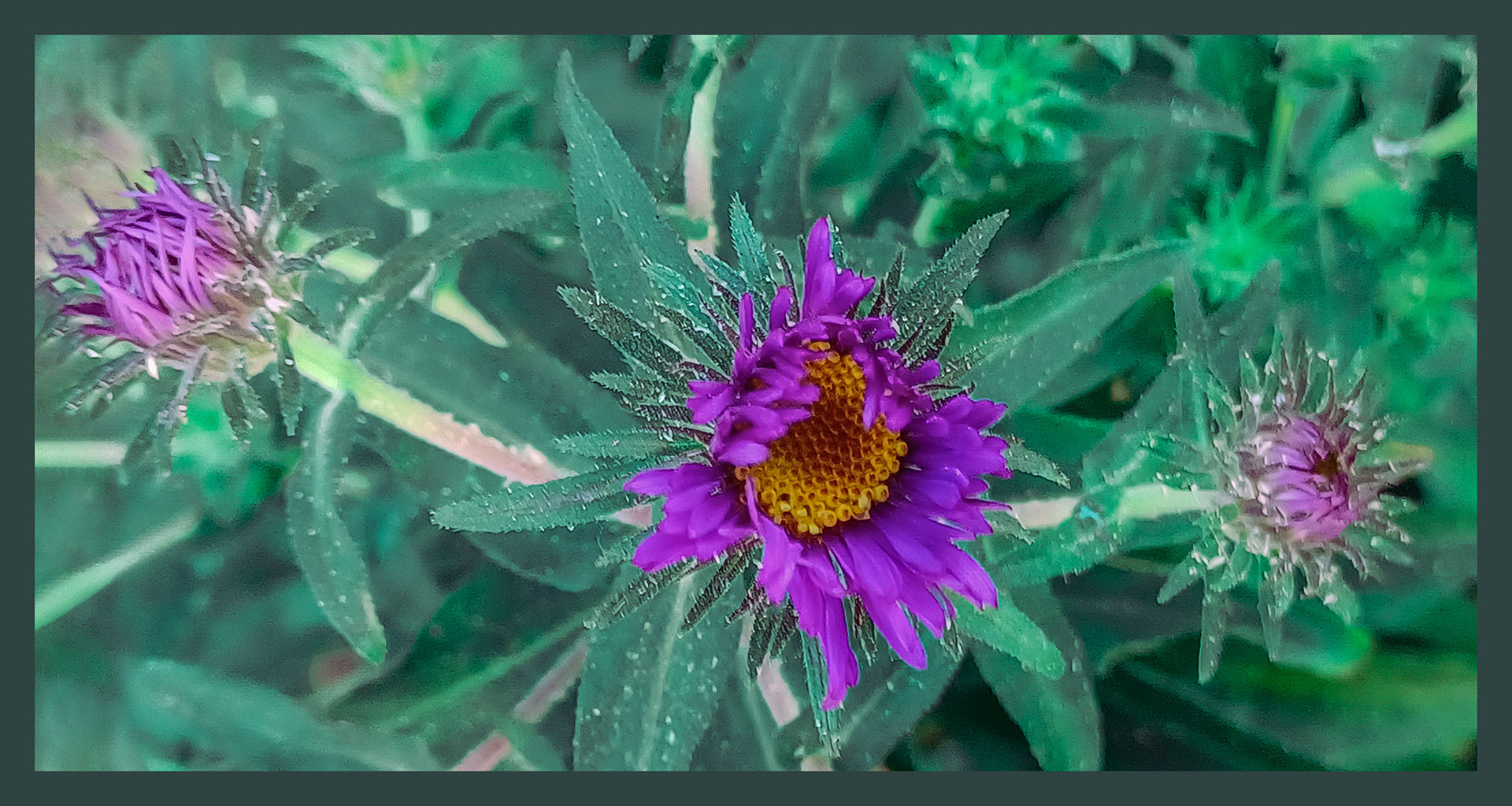 Dead Flower 4633