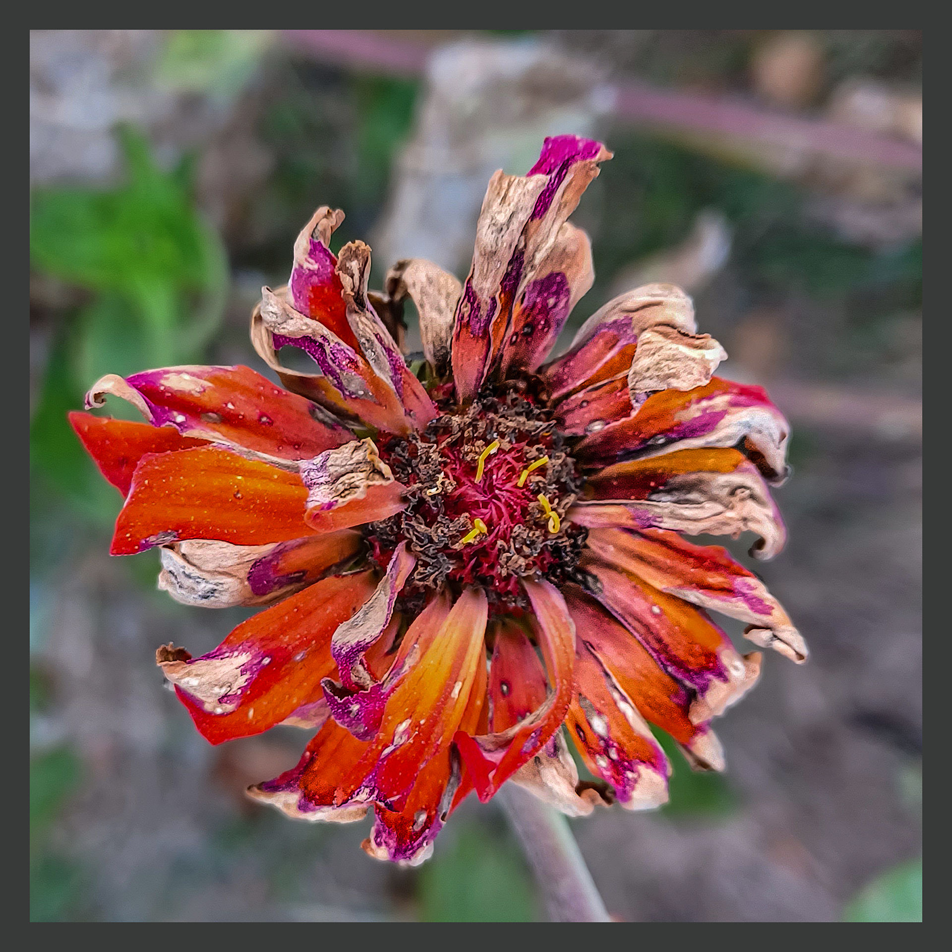 Dead Flower 4357