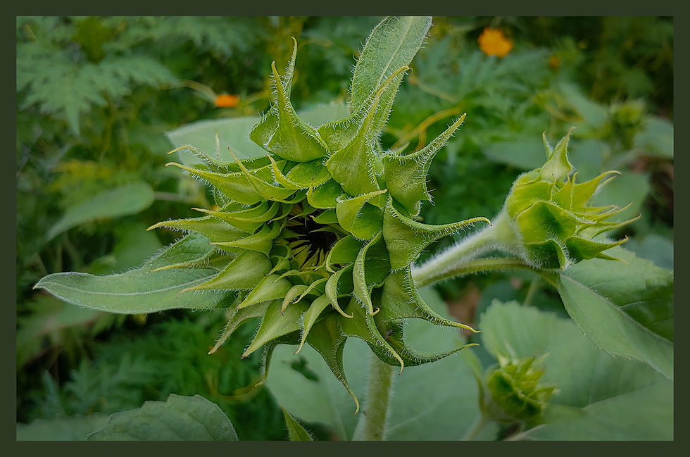 Thumbnail: SunFlower 2142