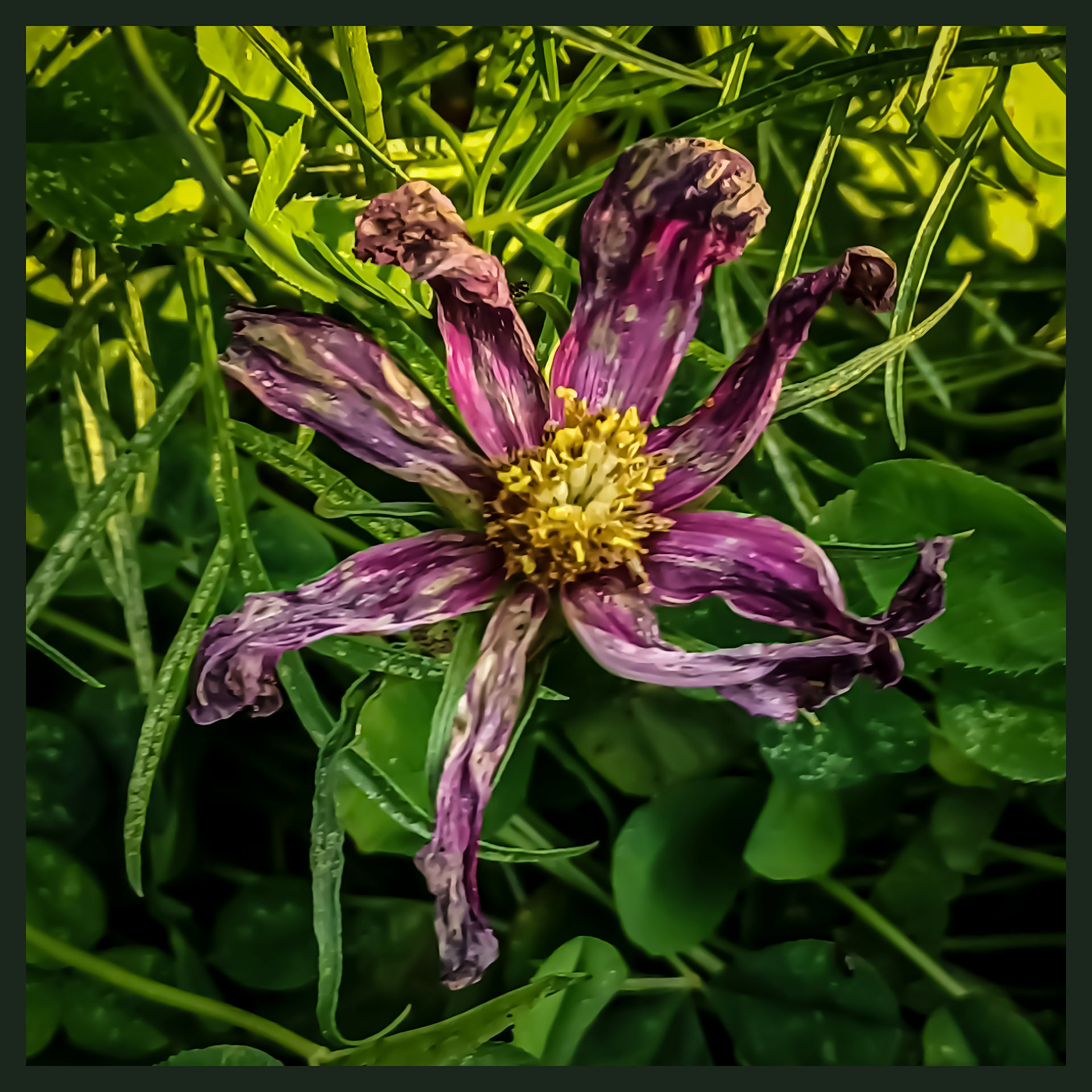 Dead Flower 4814