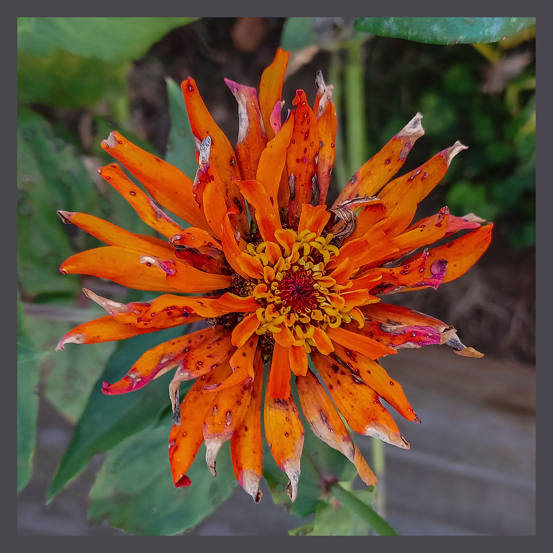Dead Flower 4835