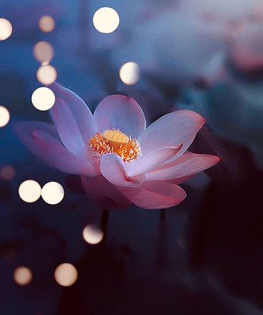 Lotus Bokeh Meditations.jpeg