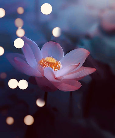 Lotus Bokeh Meditations.jpeg