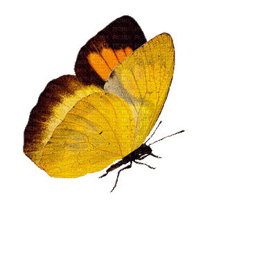 Yellow Butterfly.gif