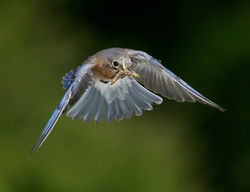 bluebird.jpeg