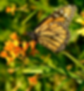 yellow%20butterfly_edited.png
